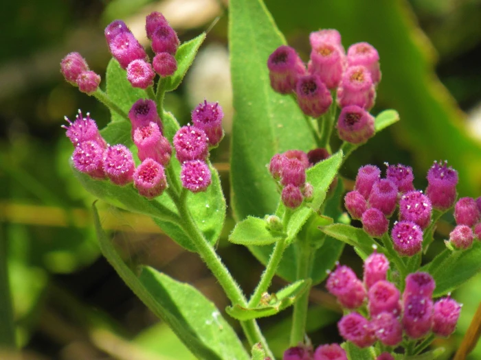 Pluchea odorata image