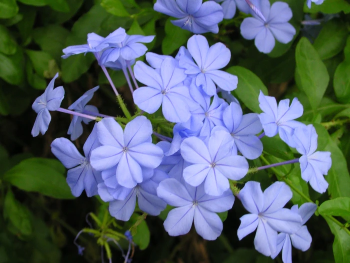 Plumbago auriculata image