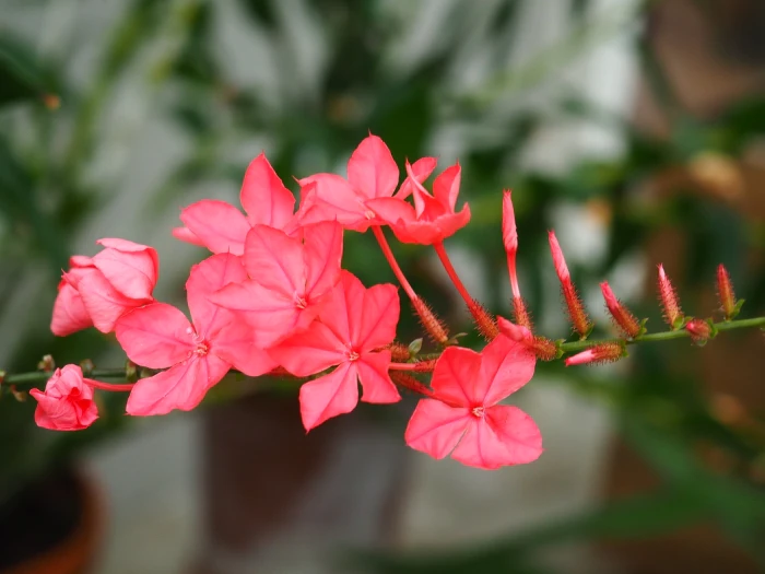Plumbago indica image