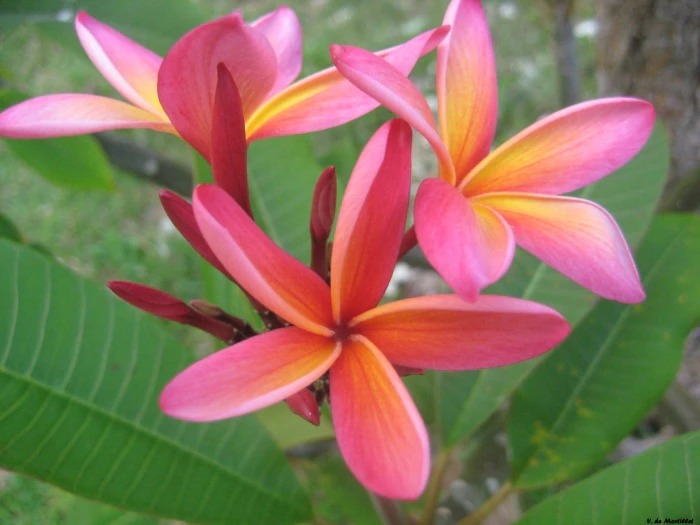 Plumeria rubra image