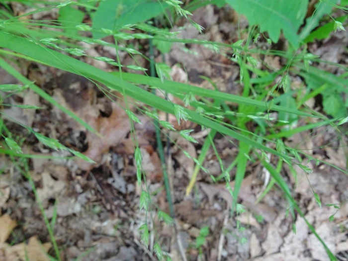 Poa alsodes image
