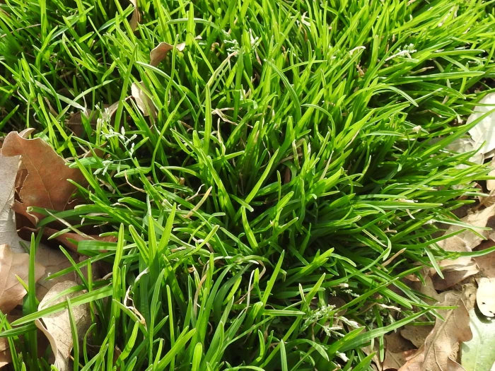 Poa annua image