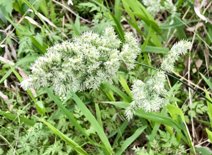 Poa arachnifera image