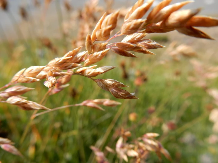 Poa arctica image