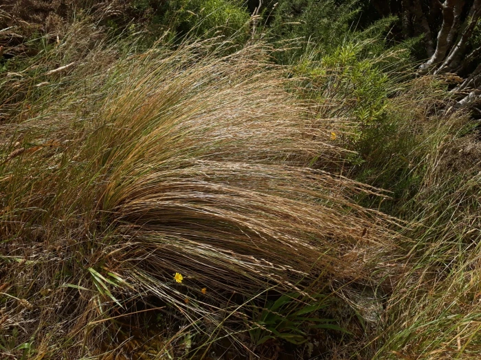 Poa cita image