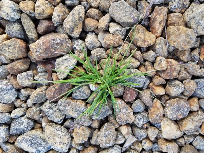 Poa compressa image