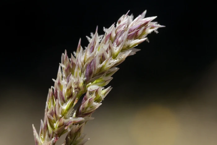 Poa fendleriana image