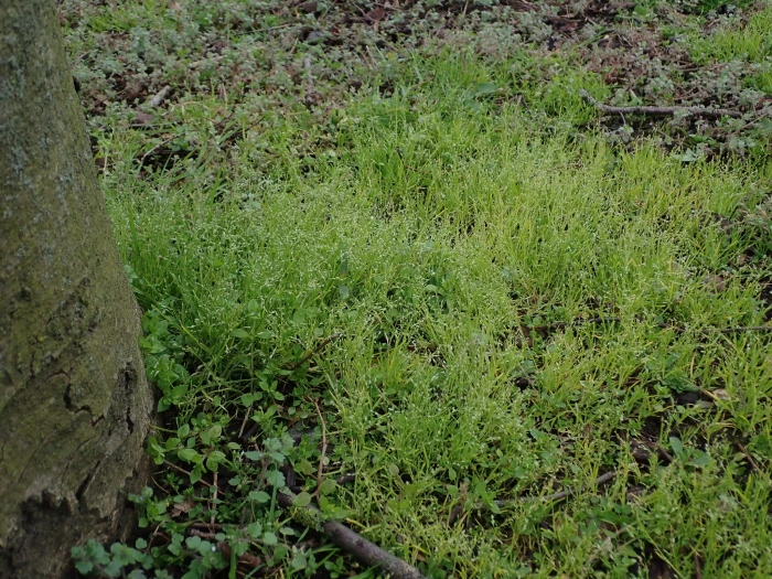 Poa infirma image