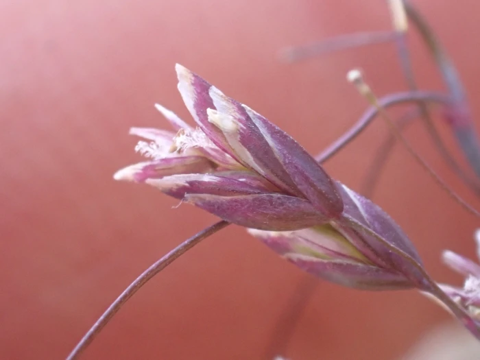 Poa leptocoma image