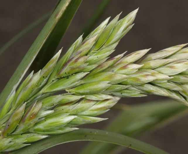 Poa macrantha image