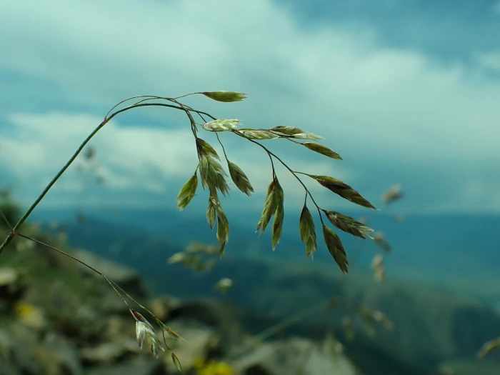 Poa nervosa image