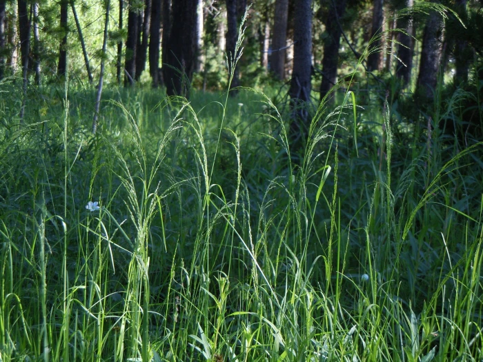 Poa palustris image