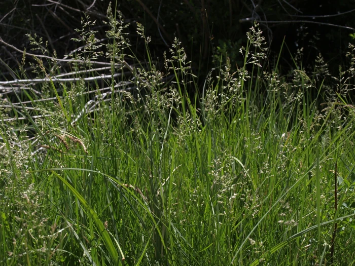 Poa pratensis image
