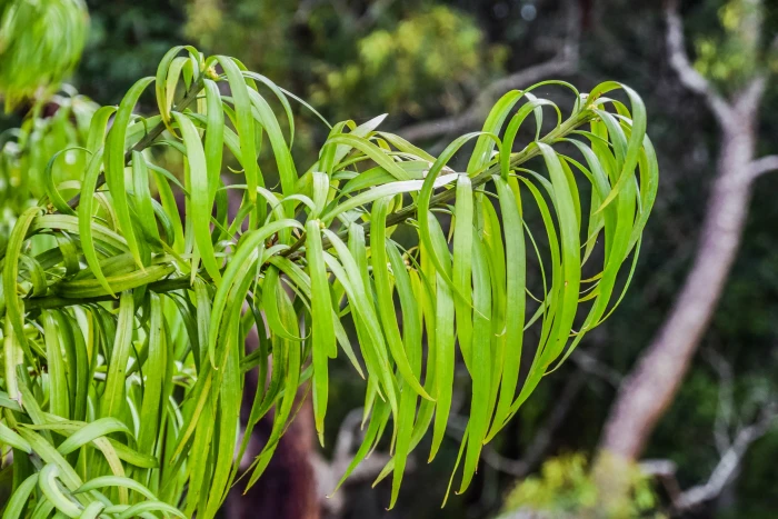 Podocarpus henkelii image