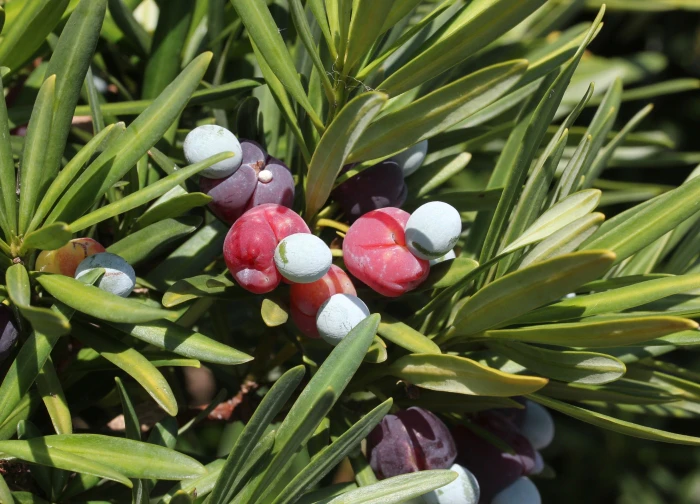 Podocarpus macrophyllus image