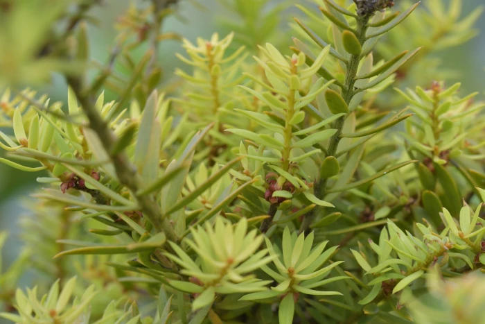 Podocarpus totara image