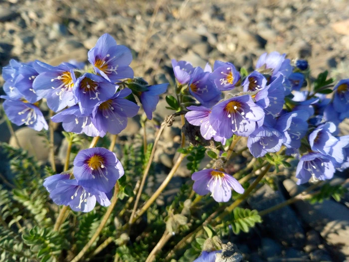 Polemonium boreale image