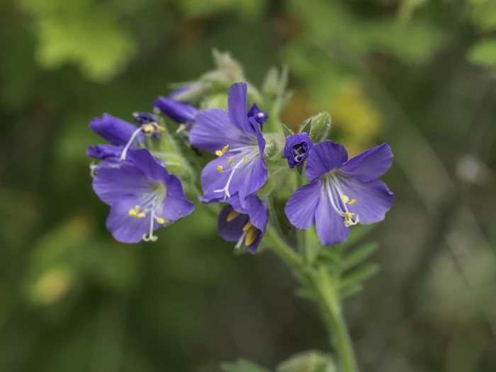 Polemonium foliosissimum image