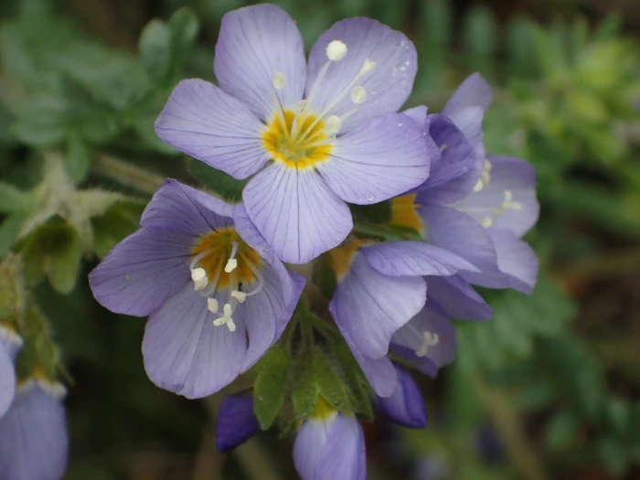 Polemonium pulcherrimum image