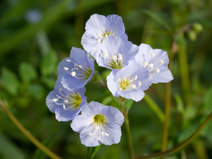 Polemonium reptans image
