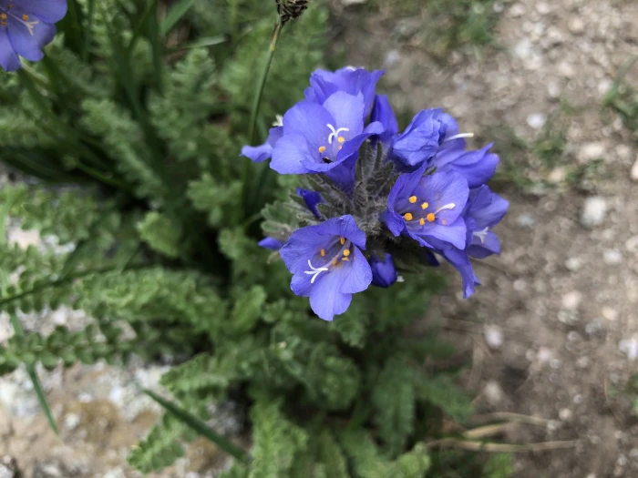 Polemonium viscosum image