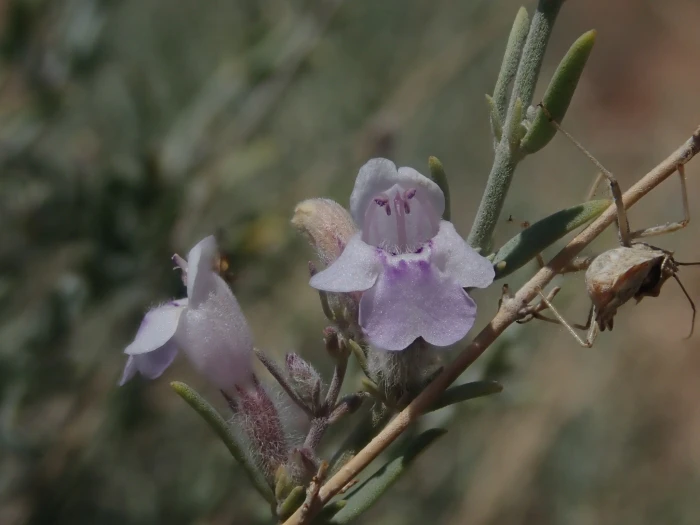 Poliomintha incana image