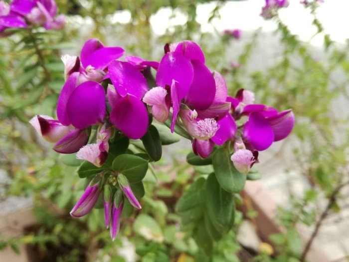 Polygala myrtifolia image