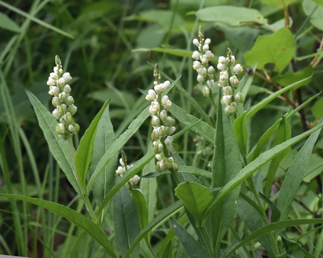 Polygala senega image