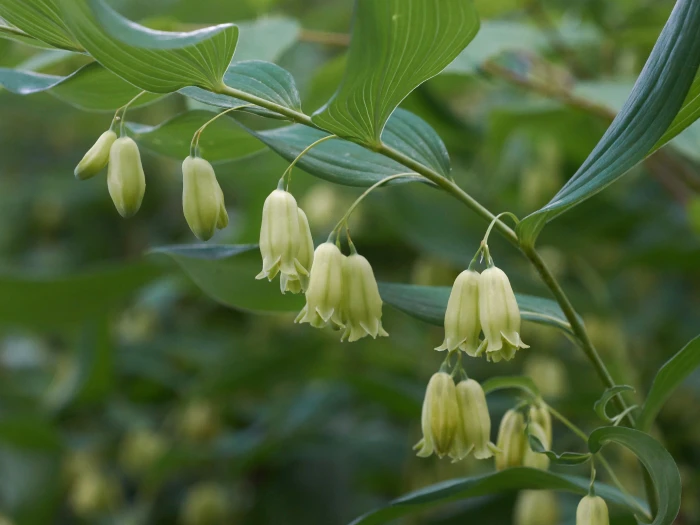 Polygonatum biflorum image
