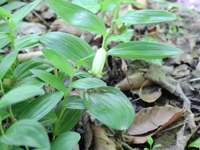 Polygonatum humile image