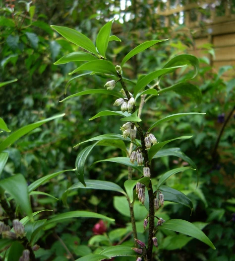 Polygonatum punctatum image