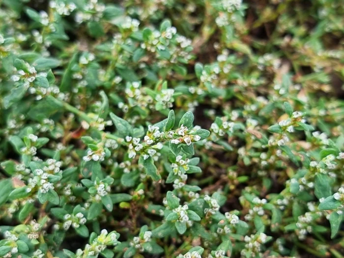 Polygonum arenastrum image
