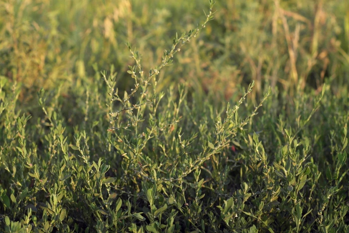 Polygonum aviculare image