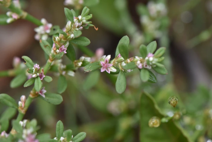 Polygonum plebeium image