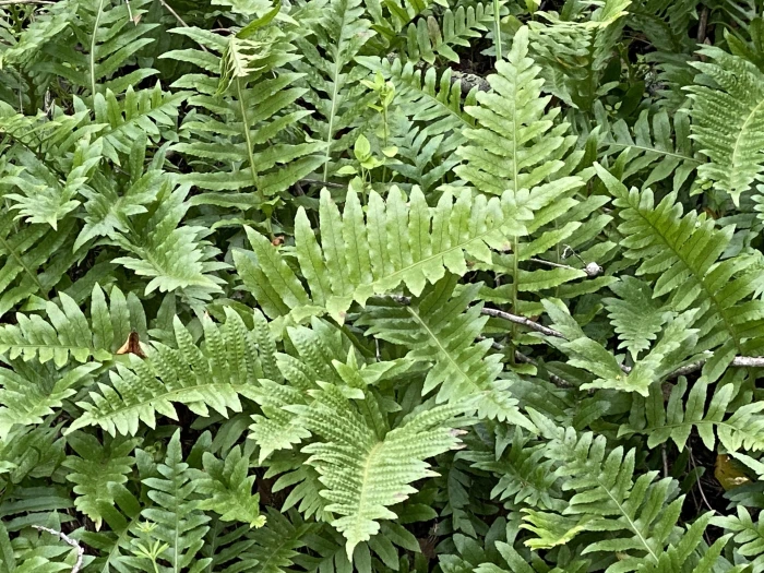 Polypodium californicum image