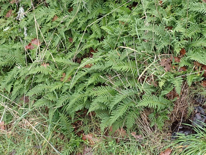 Polypodium glycyrrhiza image