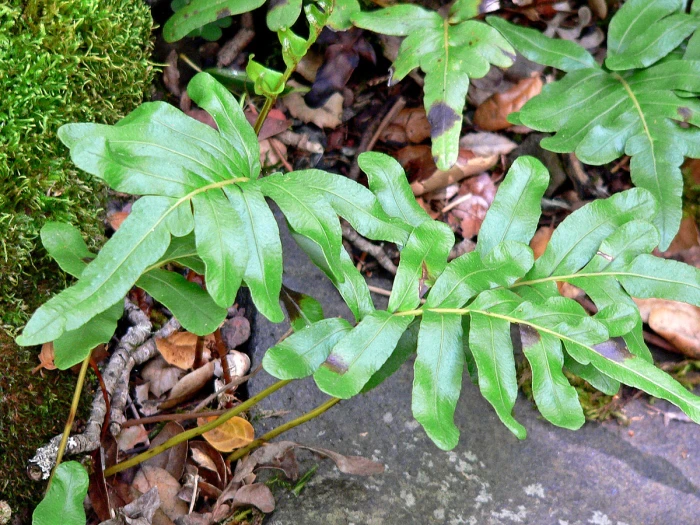 Polypodium scouleri image
