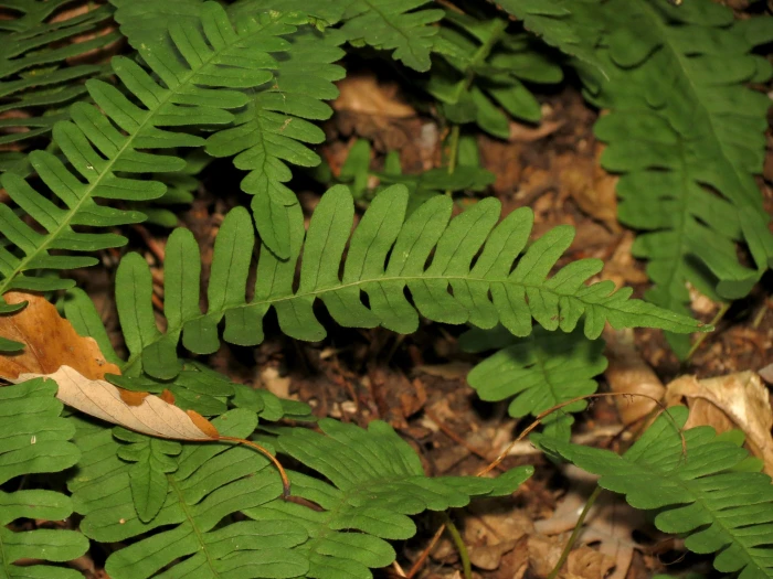 Polypodium virginianum image