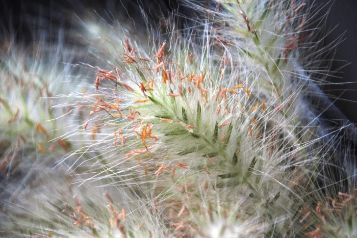 Polypogon monspeliensis image