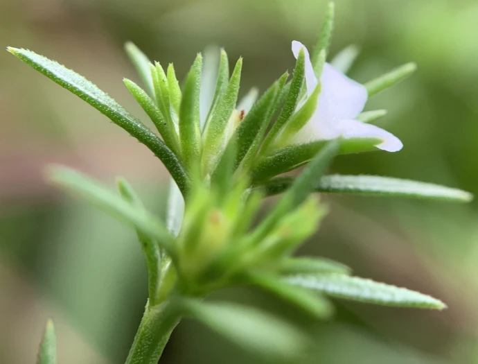 Polypremum procumbens image