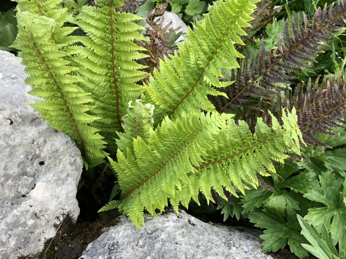 Polystichum aculeatum image