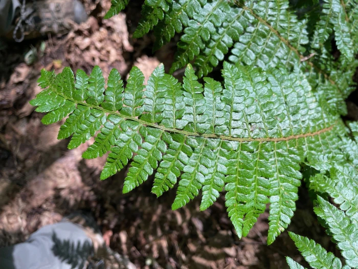 Polystichum braunii image