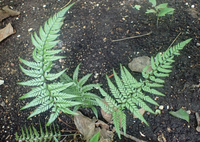 Polystichum luctuosum image