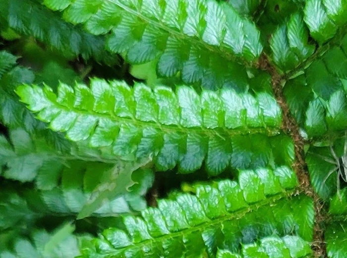 Polystichum polyblepharum image