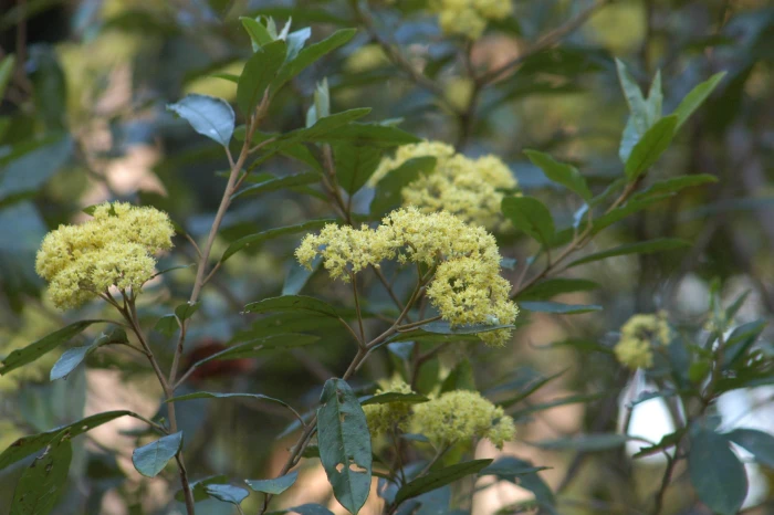 Pomaderris elliptica image