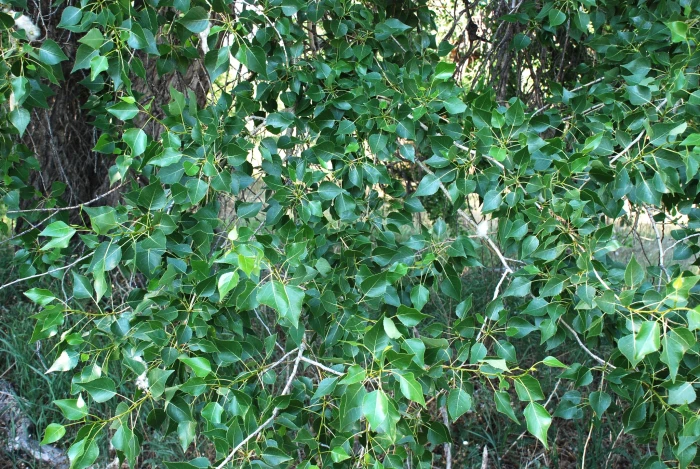 Populus ×acuminata image
