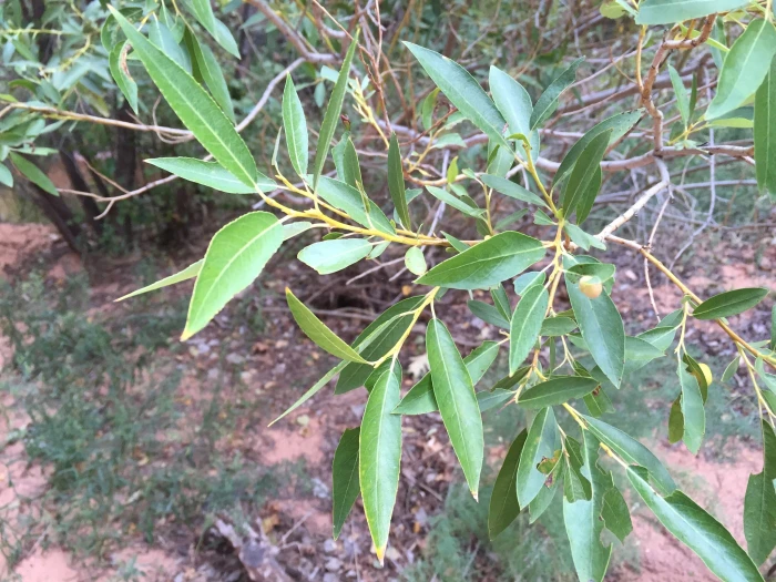 Populus angustifolia image