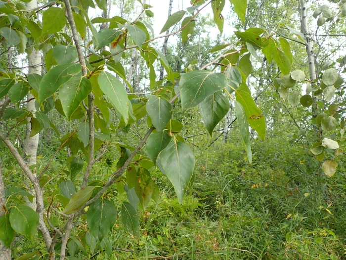 Populus balsamifera image
