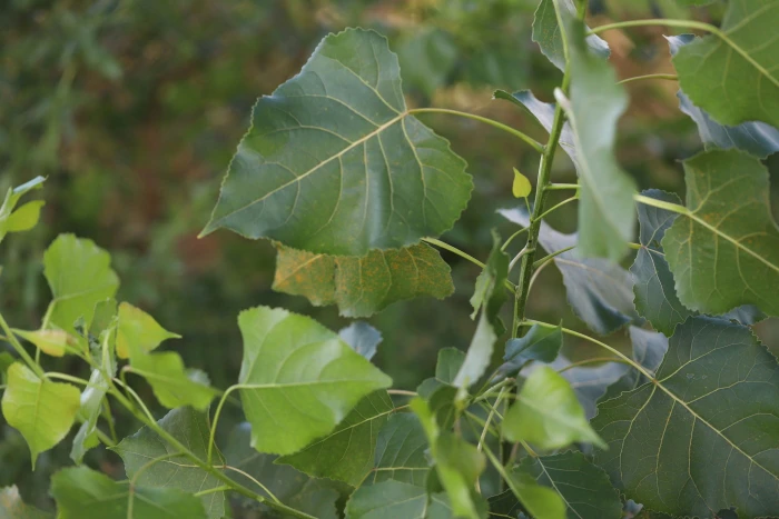 Populus deltoides image