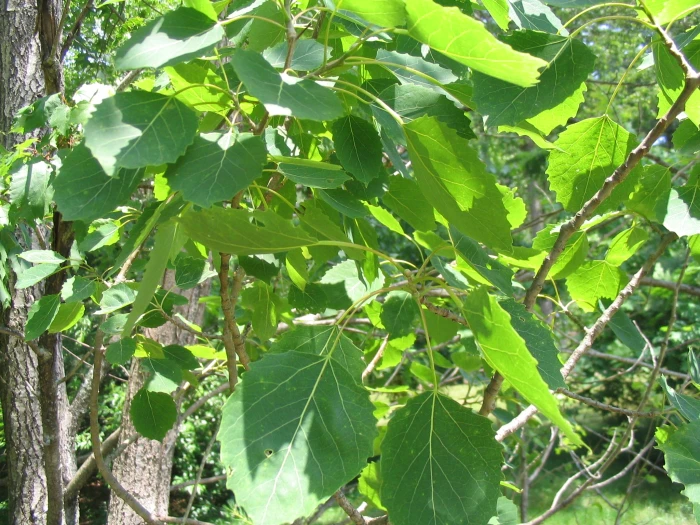 Populus grandidentata image